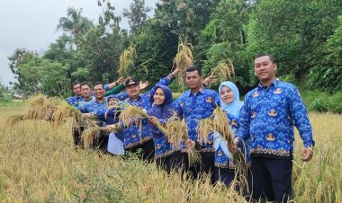Camat Ciwandan Kota Cilegon  Turut Panen Padi Bersama Kelompok Tani
