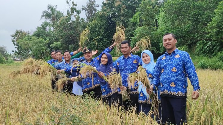 Camat Ciwandan Kota Cilegon  Turut Panen Padi Bersama Kelompok Tani